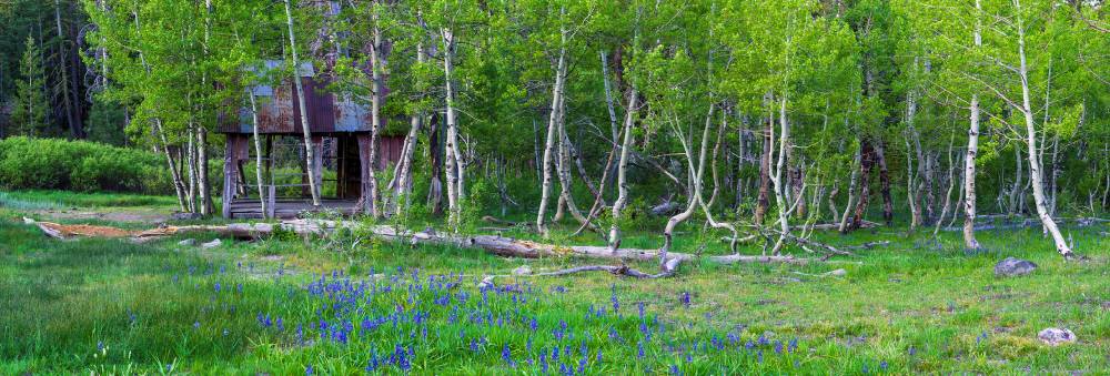 “Spring Bloom at the 267 Cabin”